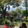 Jaga Keselamatan Warga, Pemkot Kupang Tebang Pohon di Naikolan