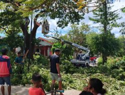 Jaga Keselamatan Warga, Pemkot Kupang Tebang Pohon di Naikolan