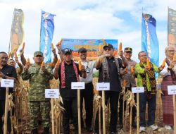 Panen Raya Jagung di Lapas Kupang, Lahan Tandus Disulap Jadi Penggerak Ketahanan Pangan