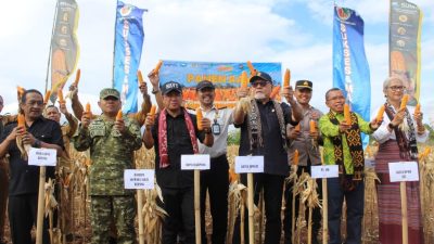 Panen Raya Jagung di Lapas Kupang, Lahan Tandus Disulap Jadi Penggerak Ketahanan Pangan