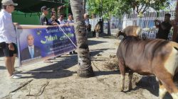 Viktor Laiskodat Serahkan Sapi Kurban untuk Masjid Al-Ikhlas Bonipoi, Tebar Semangat Toleransi di Kota Kupang