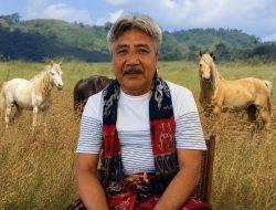 Tokoh Peternak Sumba Timur Serukan Perlawanan terhadap Eksploitasi Ilegal Kuda Sandelwood