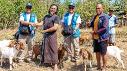Alumni Brawijaya Golf Peduli Flores, Dorong Penyintas Gempa Bangkit Lewat Ternak Bergulir