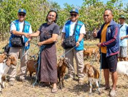Alumni Brawijaya Golf Peduli Flores, Dorong Penyintas Gempa Bangkit Lewat Ternak Bergulir